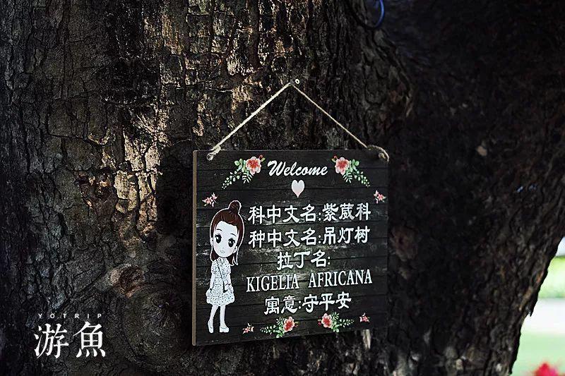 植物大战僵尸7